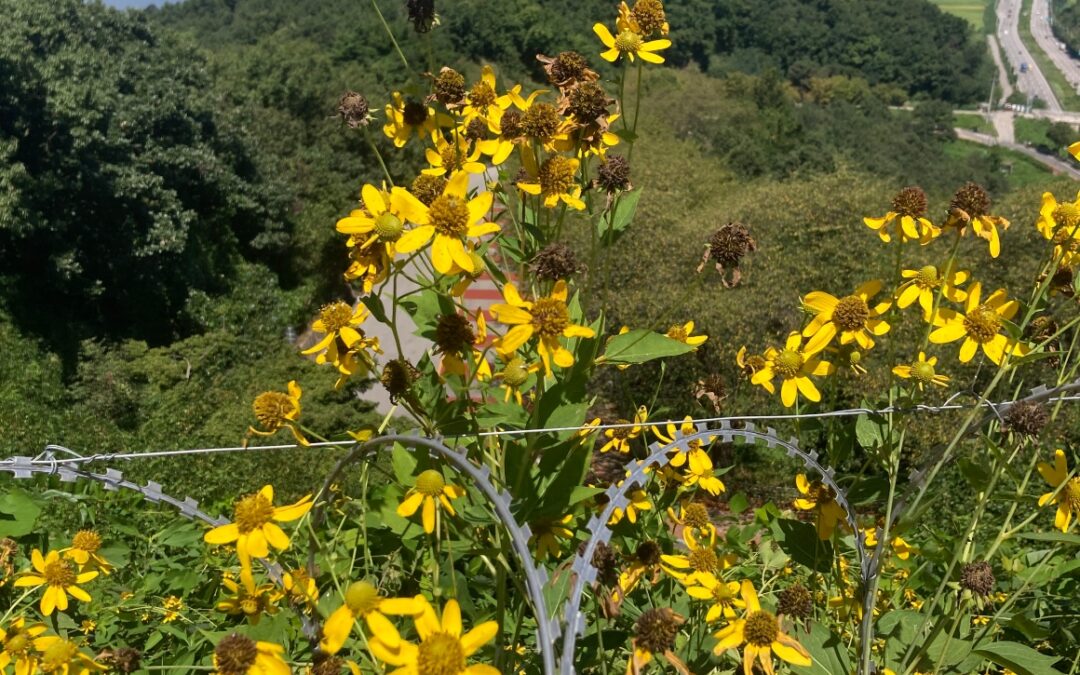 Pellegrini di speranza